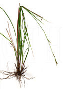 Carex chichijimensis