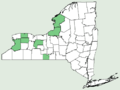 New York distribution map for subsp obliqua