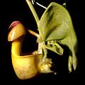 Coryanthes verrucolineata