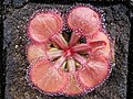 Drosera falconeri