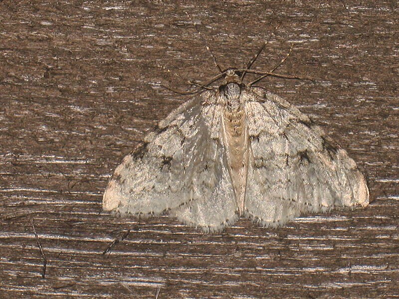 File:Epirrita autumnata - Autumnal moth - Ларенция осенняя (26069391257).jpg