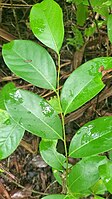 Stem and leaves. Dededo, Guam