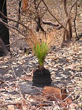 Grass tree (Xanthorrhoea) after fire