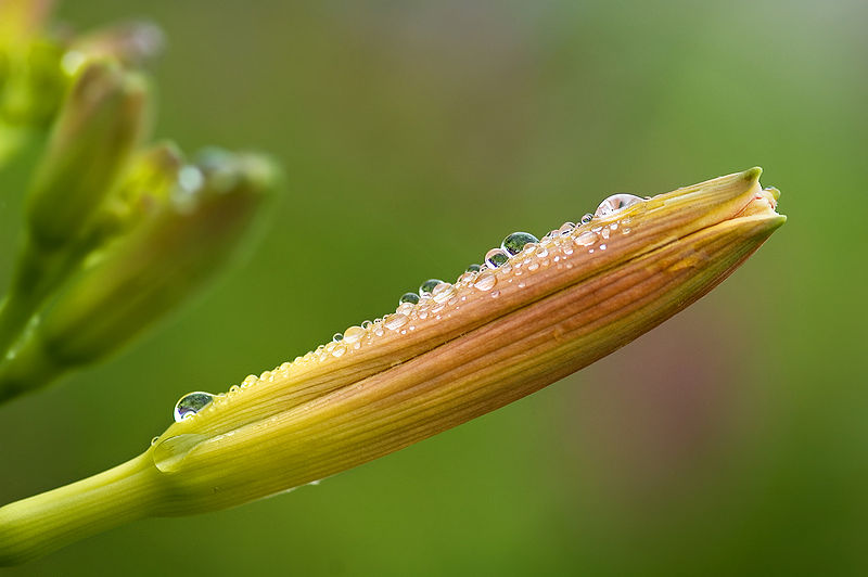 File:Hemerocallis-Taglilie.jpg