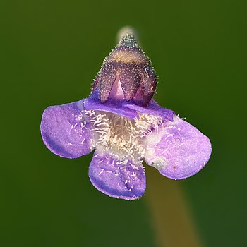 Pinguicula vulgaris