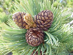 Foliage and immature cones, Crater Lake National Park