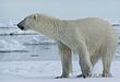 polar bear