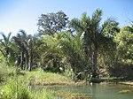 Raphia farinifera i Mocambique