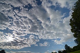 Stratocumulus stratiformis