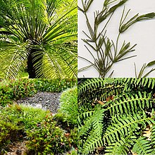 Examples of phragmoplastophytes: top left, "Cycas circinalis"; top right, "Chara globularis"; bottom left, various mosses; bottom right, "Polypodium virginianum"