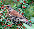 Turdus pilaris (cat.)