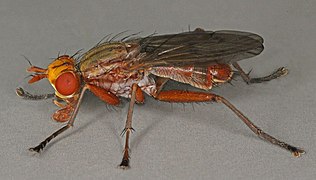 Tetanocera robusta.