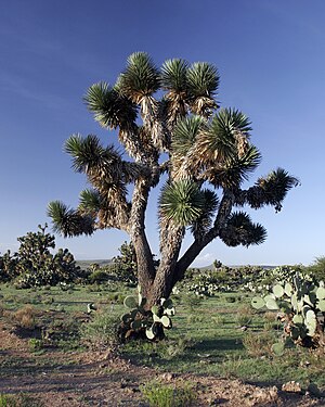 Yucca decipiens