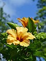 * Nomination: Yellow Hibiscus in Private Garden of Farm Palace, Peterhof, Saint Petersburg, Russia. --Екатерина Борисова 23:13, 23 October 2024 (UTC) * * Review needed