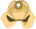 Cross-section of the midbrain at the level of the inferior colliculus