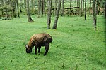 Miniatura para Reserva natural del takín de Motithang