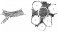 Longitudinal view and cross section of a nerve