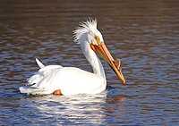 American white pelican (breeding) in Green Bay, WI, 2013