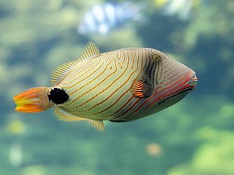 Orange-lined triggerfish