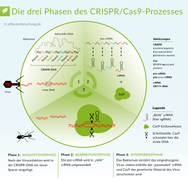 CRISPR-Cas9-Prozess Pflanzenforschung.de CC BY-SA 3.0.png