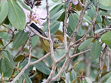 Chestnut tailed Minla I IMG 3742.jpg