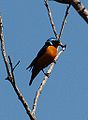 Elegant euphonia