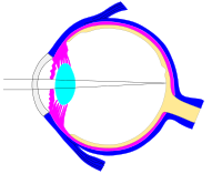 This svg file was configured so that the rays, diaphragm and crystalline lens are easily modified[72]