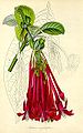 Fuchsia corymbiflora