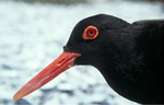 Haematopus moquini