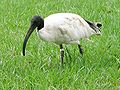 Australische witte ibis (Threskiornis molucca)