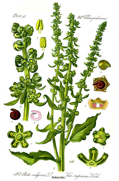 File:Illustration Beta vulgaris var.JPG