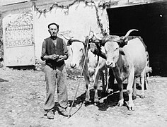 Julien Pène et un attelage de vaches lourdaises, en ço d'Arcos dans les années 1950