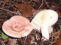 Ryzec zlatomléčný (Lactarius chrysorrheus)