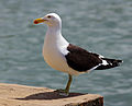 Kelp gull (Larus dominicanus), also known as the Dominican gull