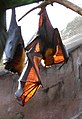 Malayan Flying Fox (Pteropus vampyrus)