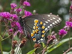 Papilio polyxenes 89979798.jpg