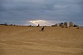 Kangaroo in Nambung National Park