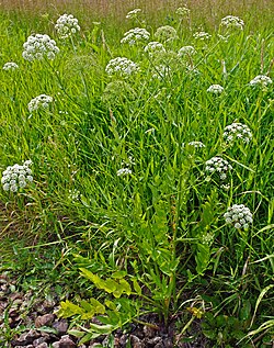 Sorsanputki (Sium latifolium)