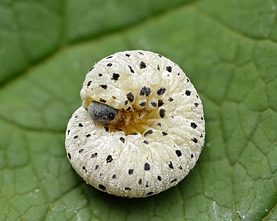 Tenthredo scrophulariae