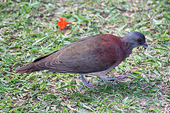 Description de l'image Malagasy Turtle Dove - Streptopelia picturata.jpg.