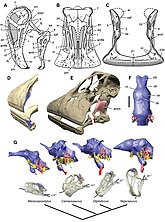 Images of a restored skull, jaw, dental battery, and brain