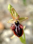 Ophrys mammosa