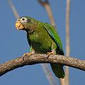 Amazona collaria (cat.)