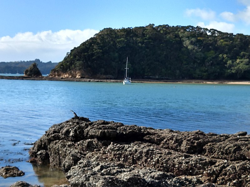 File:Bird on rocks Paihia New Zealand.jpg