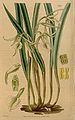 Brassavola subulifolia (as syn. Brassavola cordata) plate 3782 in: Curtis's Bot. Magazine (Orchidaceae), vol. 66, (1840)