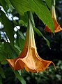 Hibridni cvijet Brugmansia