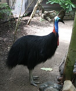 Sisakos kazuár (Casuarius casuarius)