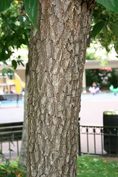 File:Diospyros kaki bark.jpg