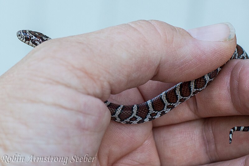 File:Eastern milk snake~ young.jpg