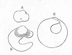 FMIB 48678 Development of the byssus-or plug-hole in Animia.jpeg